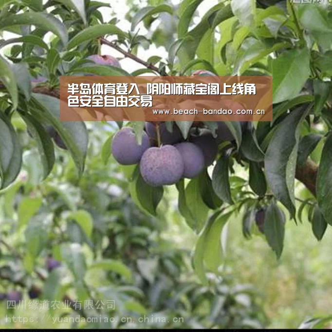 半岛体育登入_阴阳师藏宝阁上线角色安全自由交易(图1) 半岛体育登入